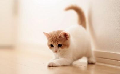 疫情期间上高速可以带狗带猫吗 疫情期间宠物可以上高速吗