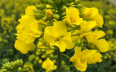 油菜可以打尖吗 油菜什么时候打尖最好
